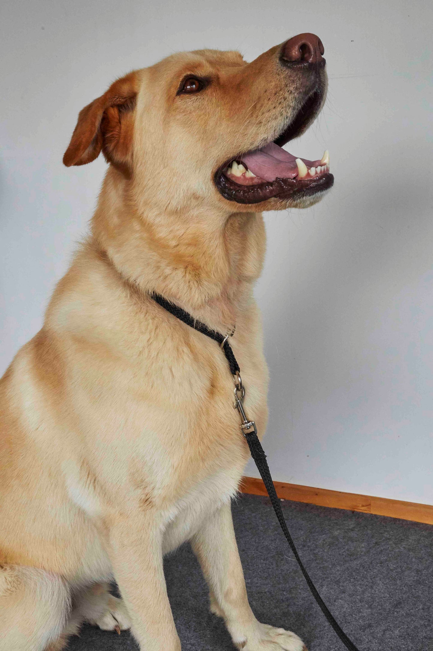 Safety Slip Collar